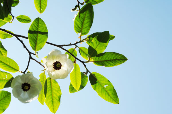Pure Nature Photograph 29