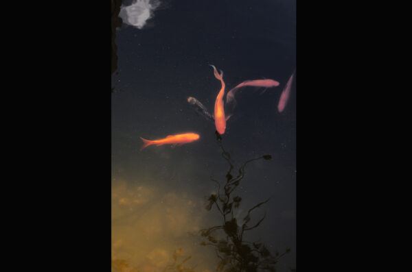Stereo Photograph 14