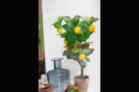 UTOPIA Photograph 07